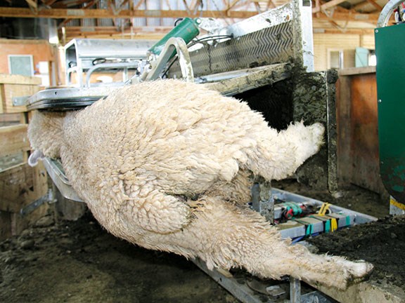 Racewell super sheep handler