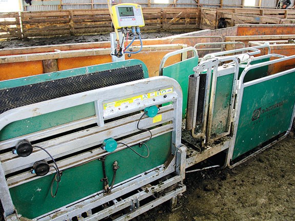 Racewell super sheep handler