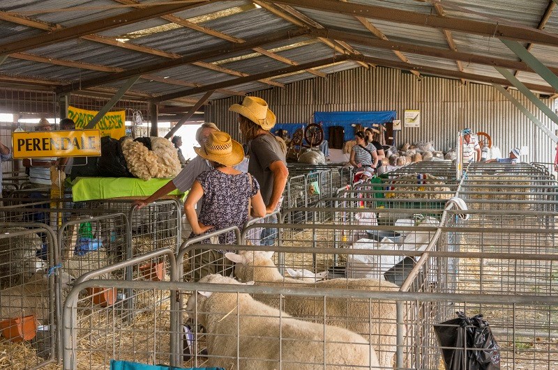 Seymour Alternative Farming Expo 2014 sheep pavillion