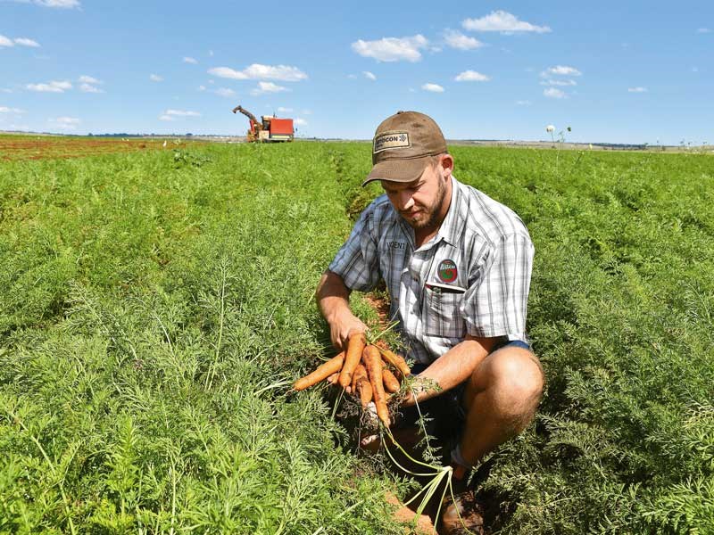 South Africas biggest carrot farm