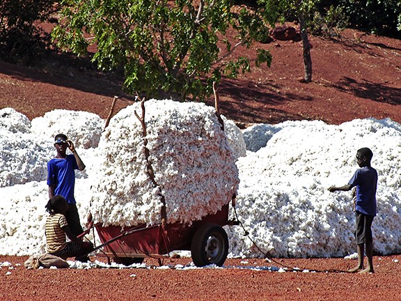 Bt cotton is the most widely grown GM crop by poor farmers in Africa.