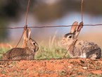 Need for action in Pest Control
