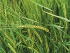 Rabobank forecasts another record winter crop