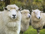 New sheep wintering research released