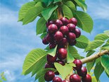 Cherries are a promising crop