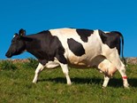 New Zealand cows more efficient than 10 years ago