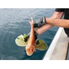 wave dancer fishing charter