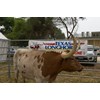 Seymour Alternative Farming Expo 2014 Texas Longhorn