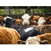 Farm advice and stock care tips