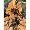 Rotten Macrocarpa High res
