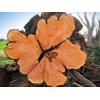 Rotten macrocarpa