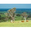 Highland Valley SA