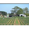 Property of the week: Strawberry fields in Catani