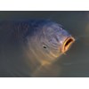 Invasive carp are to be removed from a million square kilometres of Australia’s rivers