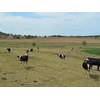 Cows in the paddocks