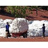 Bt cotton is the most widely grown GM crop by poor farmers in Africa.