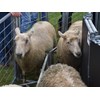 The award-winning Back Up Charlie promotes constant sheep flow while reducing operator fatigue. The flexible forcing race can be set up in a straight line or up to 180 degrees to create a bugle configuration