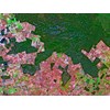 SPOT 4 Satellite Image - Great Sandy Desert, Australia. Original resolution - 10m