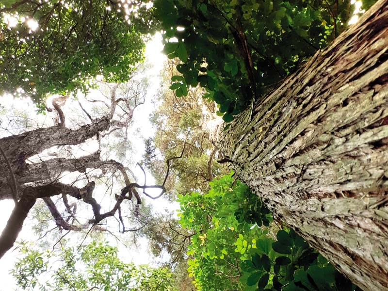 Kauri dieback in New Zealand