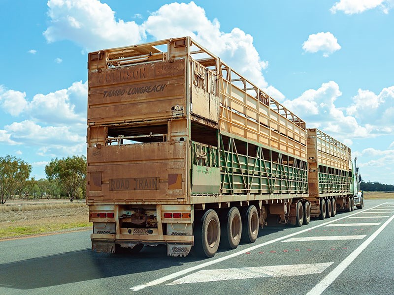 Opinion Raising our standards in livestock transport News