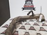cat c13 water tube baxy5683 cat c13 866805 002