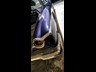 dodge coupe 863062 016