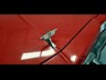 holden statesman 895326 054