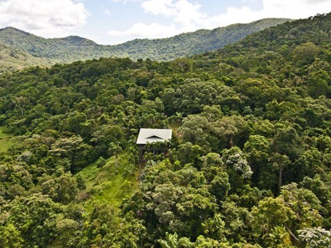 Daintree rainforest banana plantation