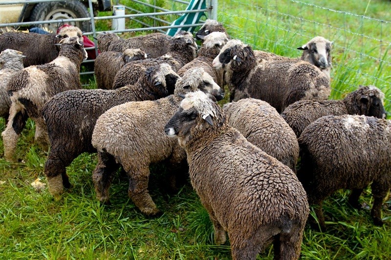Murrumbateman field days sheep