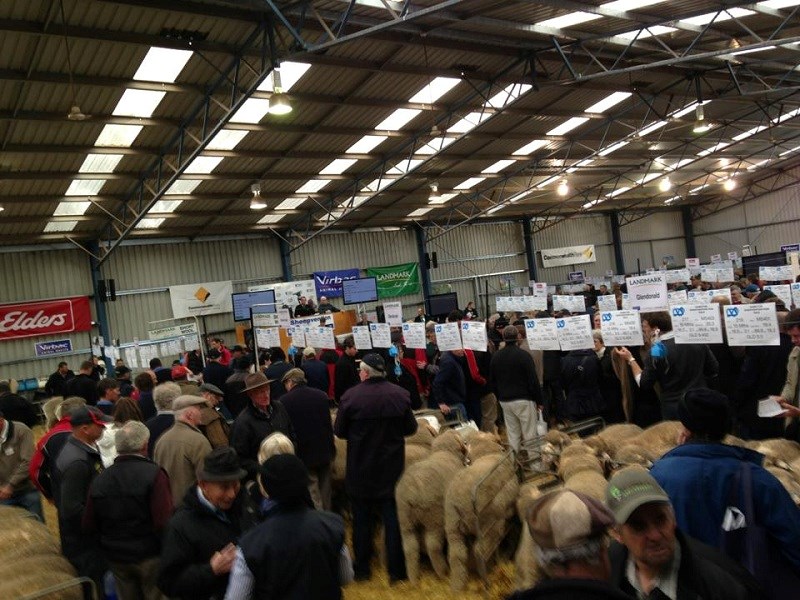 Ram sale sheepvention