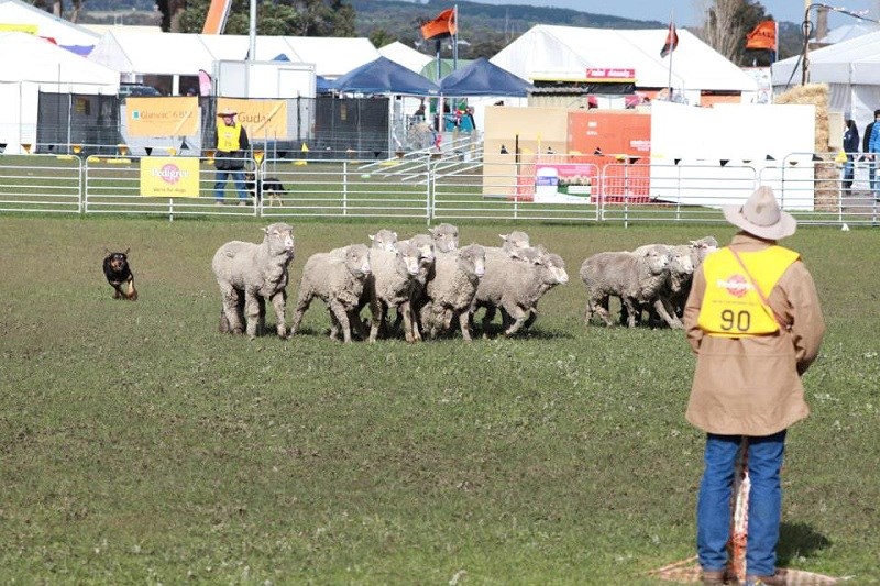 Sheep dog show sheepvention