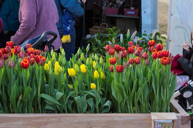 Agfest 2014 tulips