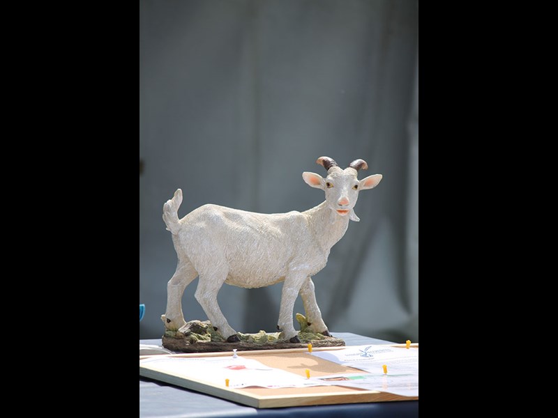 Farm World 2014 goat