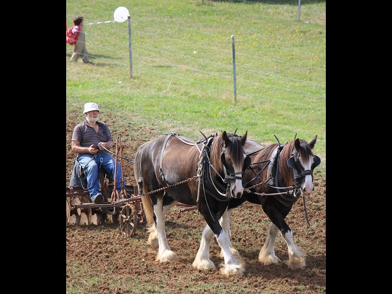 Farm World 2014 horse cart