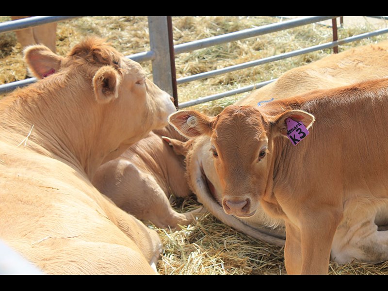 Farm World 2014 livestock