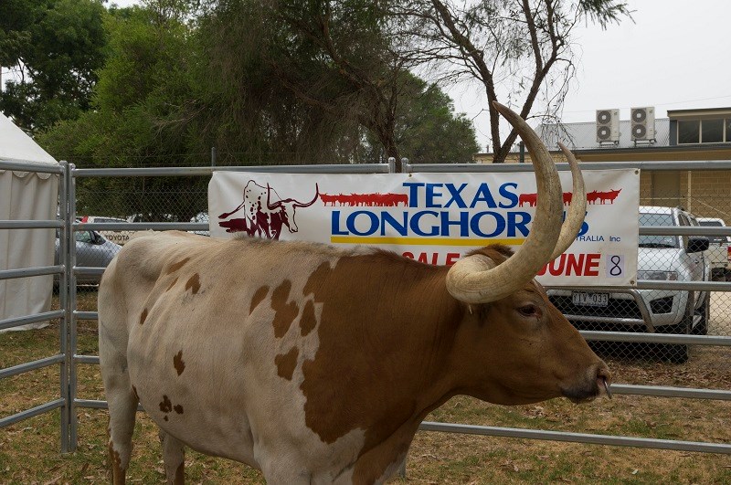 Seymour Alternative Farming Expo 2014 Texas Longhorn