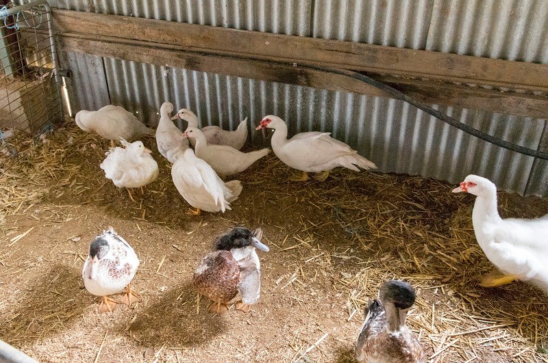 Seymour Alternative Farming Expo 2014 poultry