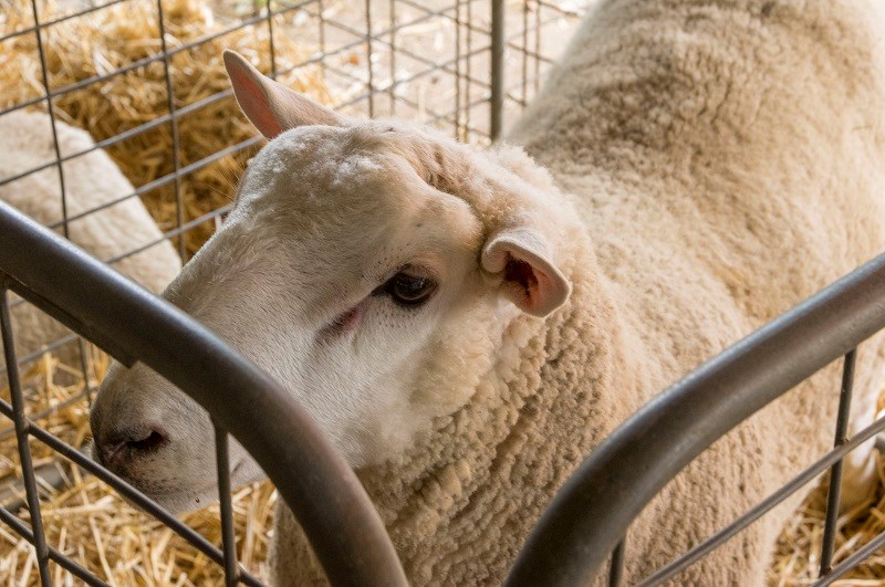 Seymour Alternative Farming Expo 2014 sheep closeup