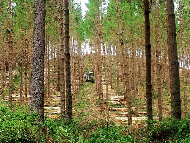 Business profile: Cox Forestry Services