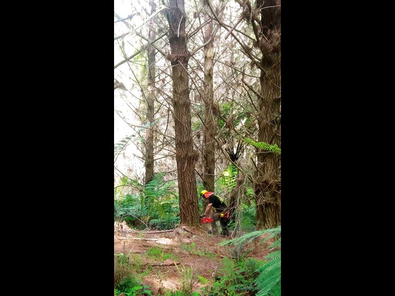 Tom Harrison and Sons Logging: family in forestry