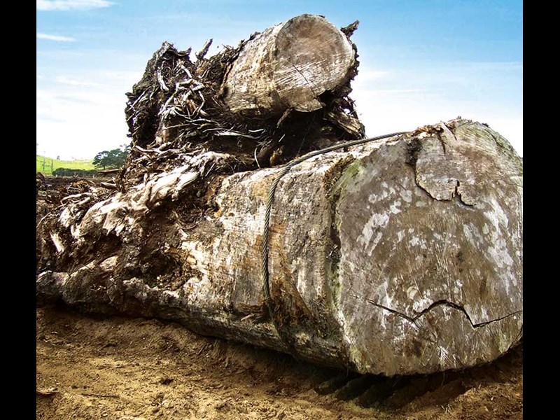 Swamp kauri and finding a logging job