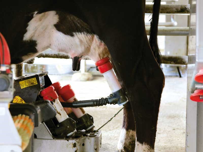 Business Profile: Lely Robotic Milking