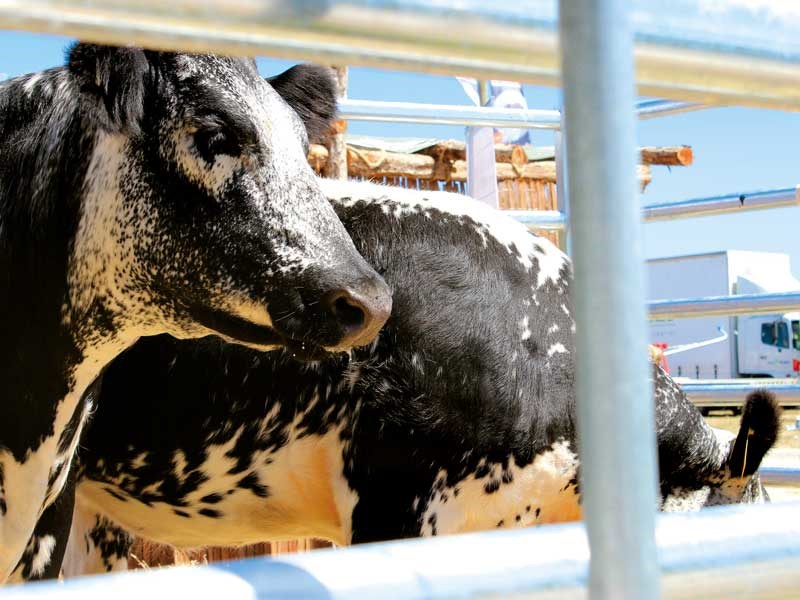 Northland Field Days