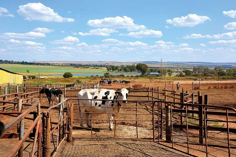 cows come in for milking