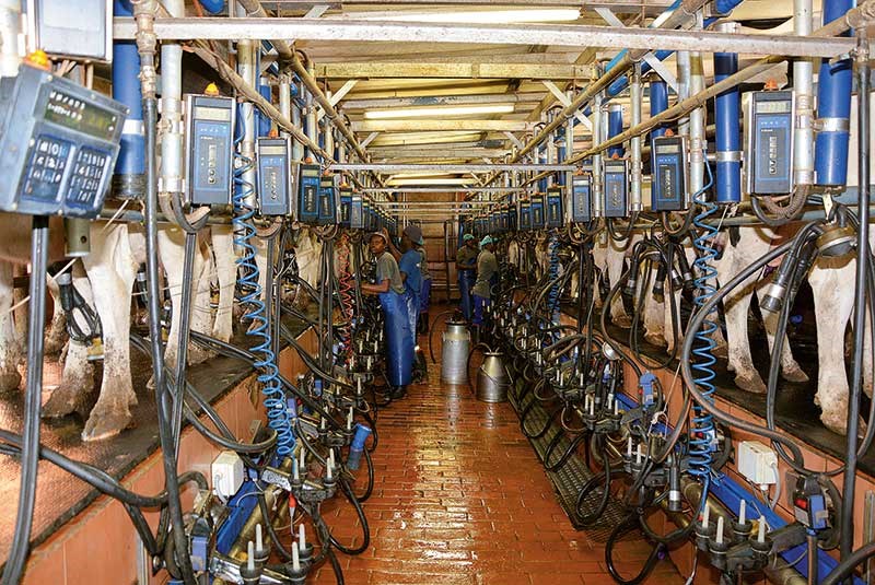 milking time