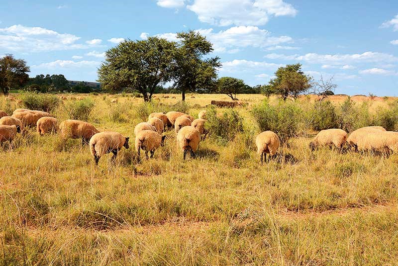 the farms ewes