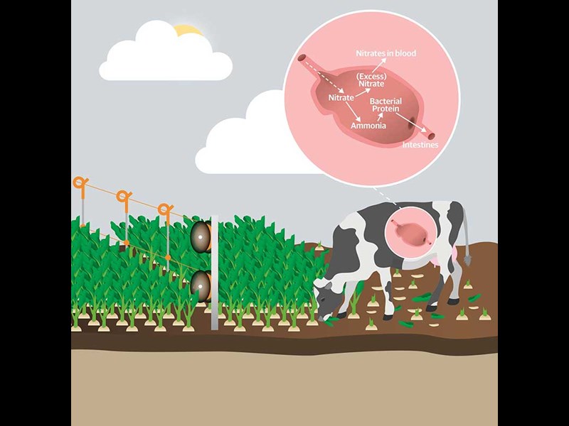 Nitrate Poisoning graphic