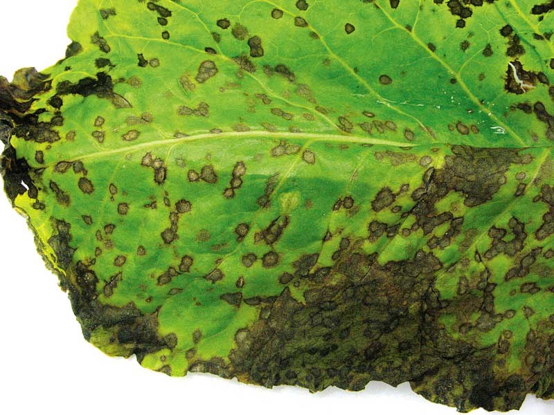 Beet diseases–Cercospora1