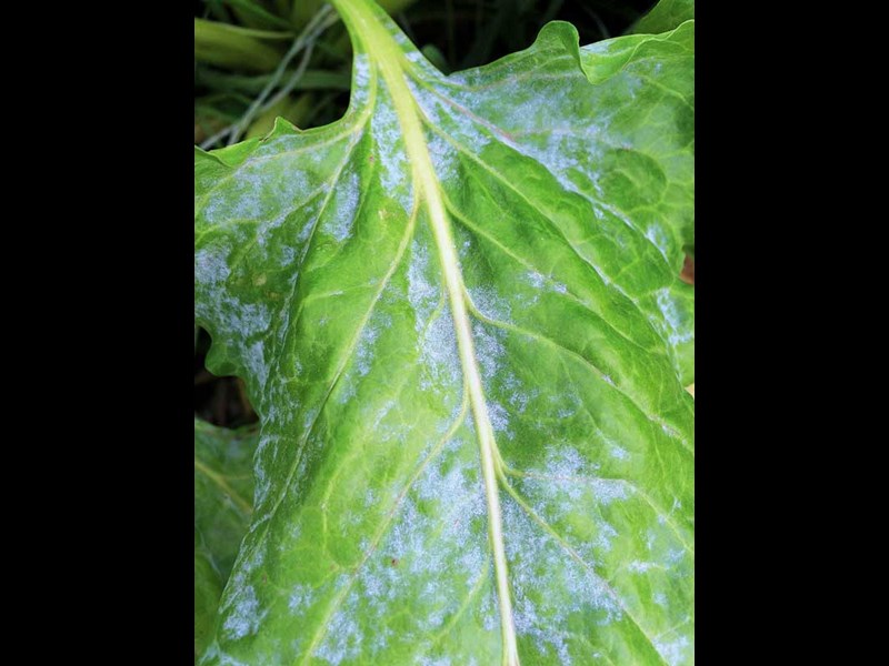 Beet Diseases Powdery Mildew