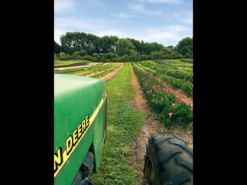 Bulb farming in Waipu